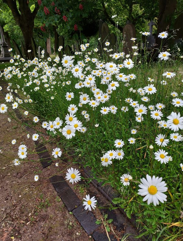Ox Eye daisies provide food for insects