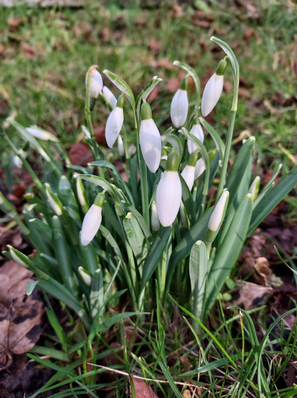 The first snowdrop appear